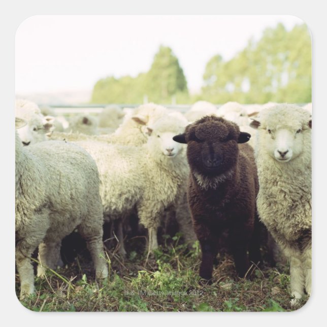 Sticker Carré Nouvelle-Zélande (Devant)