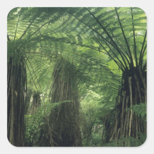 Sticker Carré Nouvelle-Zélande, vallée de Haast, Westland, arbre