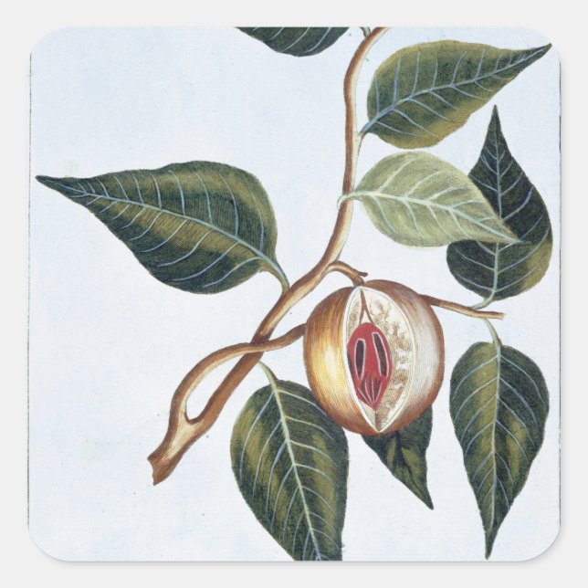 Sticker Carré Nutmeg, plaque 7, de la Collection Precieuse et En (Devant)