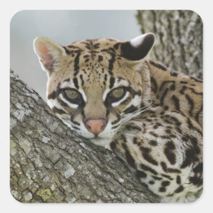 Sticker Carré Ocelot, Felis pardalis, en captivité, femelle au r