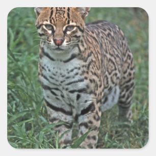 Sticker Carré OCELOT Leopardus pardalis) AMÉRIQUE CENTRALE