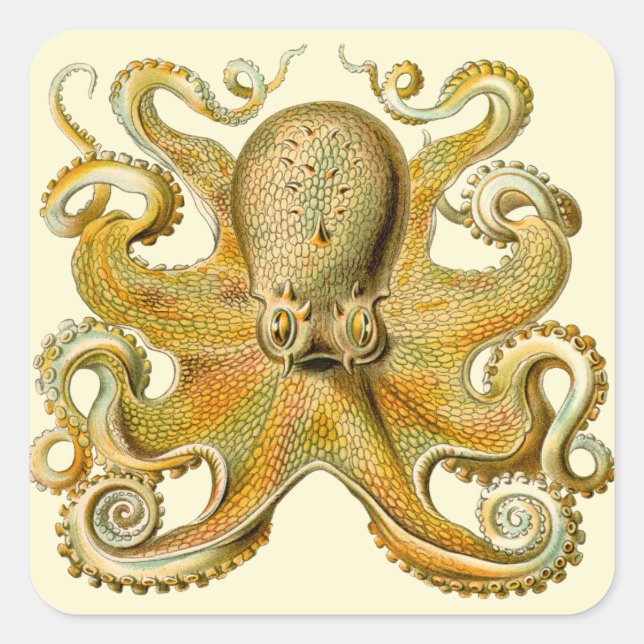 Sticker Carré Octopus illustration antique monstre marin (Devant)
