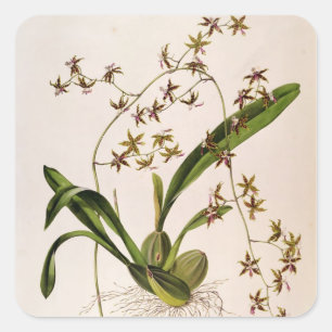 Sticker Carré Odontoglossum Hastatum