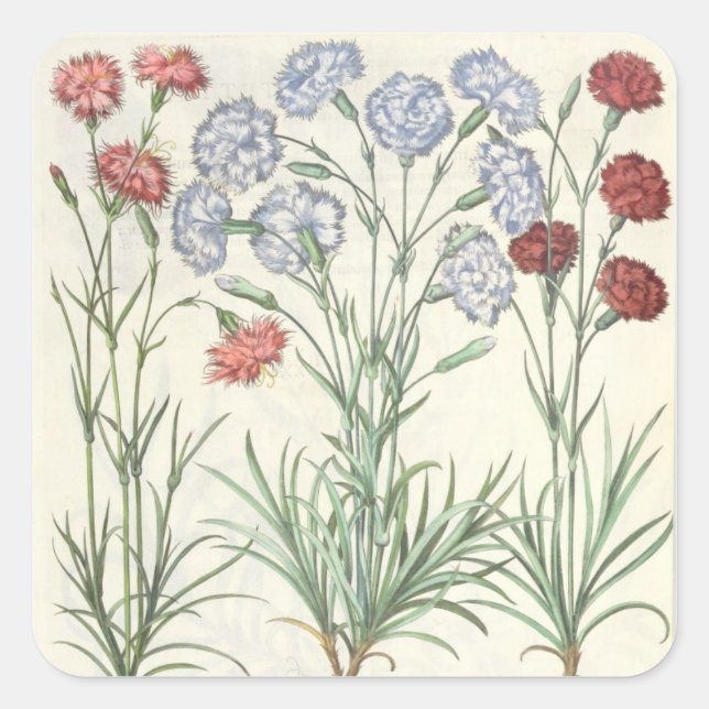 Sticker Carré Oeillets : 1.Caryophyllus multiplex flore albo ; 2 (Devant)