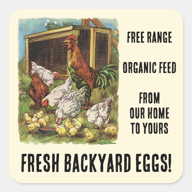 Sticker Carré Oeufs frais de nos poulets Jardins à vendre! (Devant)