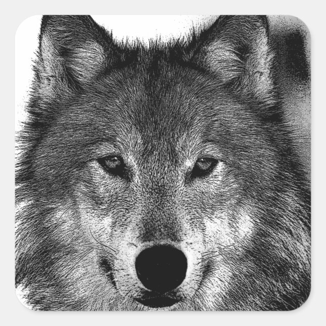Sticker Carré Oeuvre de Loup noir et blanc (Devant)