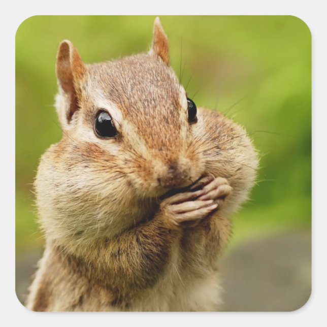 Sticker Carré Oh So Cheeky Chipmunk (Devant)