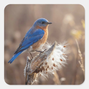 Sticker Carré Oiseau bleu sur une gousse de asclépiade