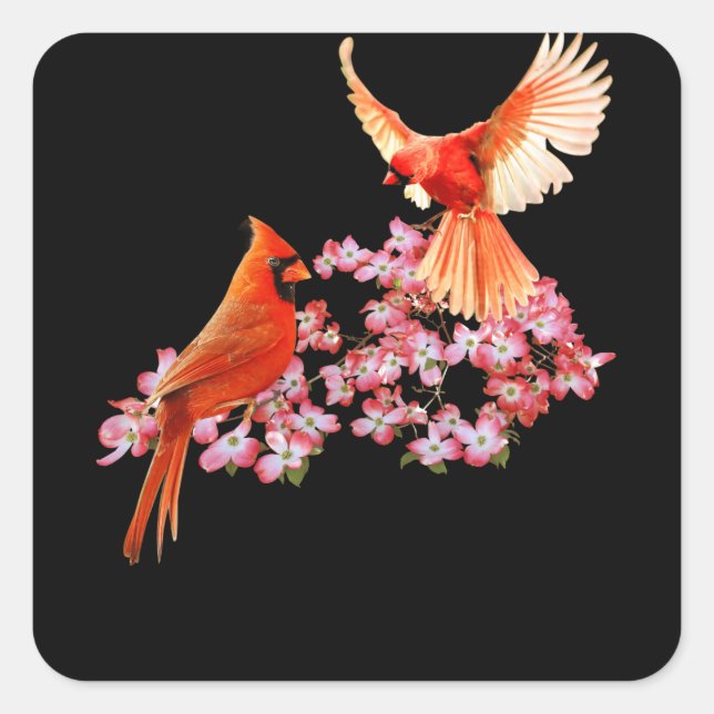 Sticker Carré Oiseau Cardinal Rouge Et Dogwood À Fleur Rose (Devant)