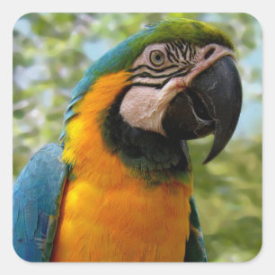 Sticker Carré Oiseau : Colonne de perroquet bleu et or