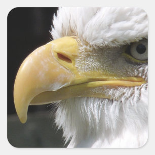 STICKER CARRÉ OISEAU D'AGLE