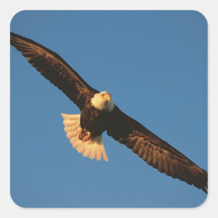 Sticker Carré Oiseau de Prey, Aigle de Bald en vol, Kachemak