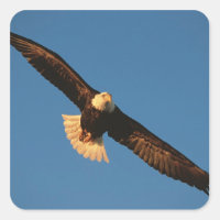 Oiseau de proie, aigle à tête blanche en vol, Kach