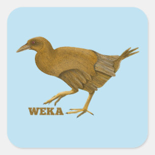 Sticker Carré Oiseau de Weka N.Z.