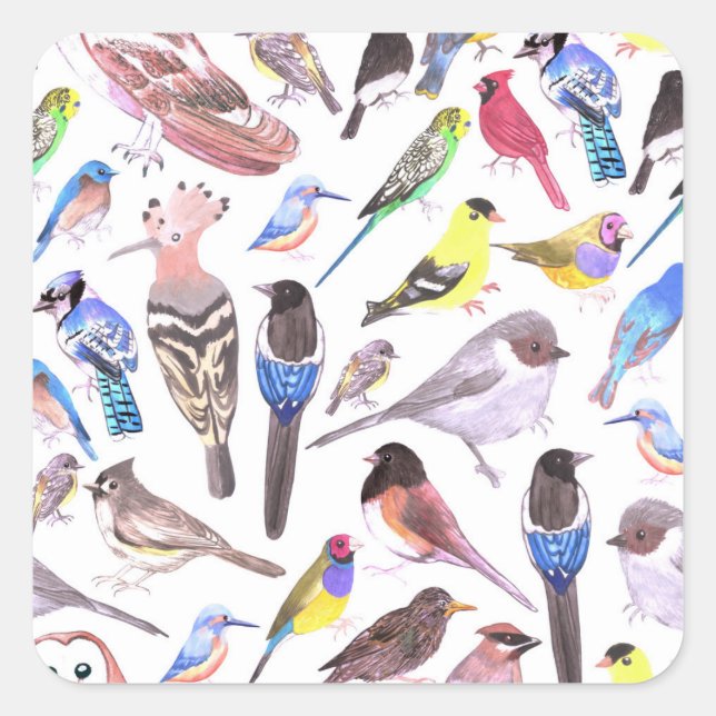 Sticker Carré Oiseaux d'Amérique - animaux domestiques et oiseau (Devant)