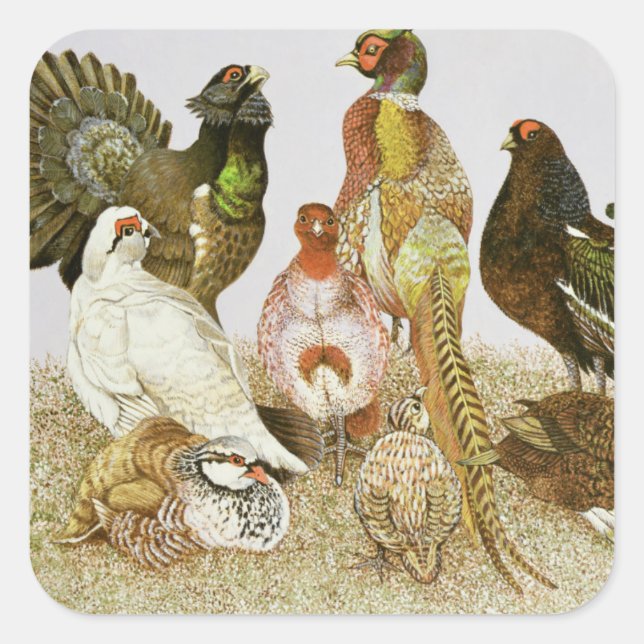 Sticker Carré Oiseaux de jeu (Devant)