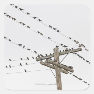 Sticker Carré Oiseaux étés perché sur des fils