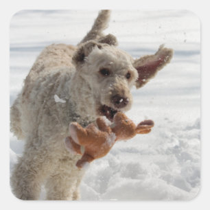 Sticker Carré Ollie