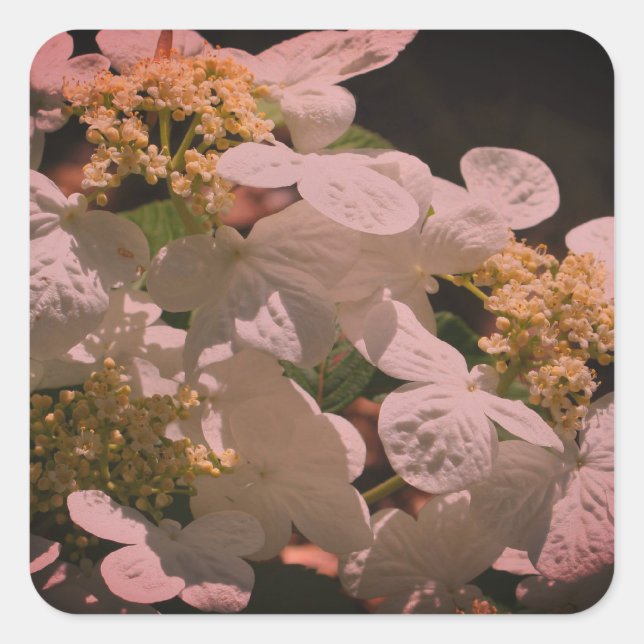 Sticker Carré Ombres Et Lacecap Léger Hydrangea (Devant)