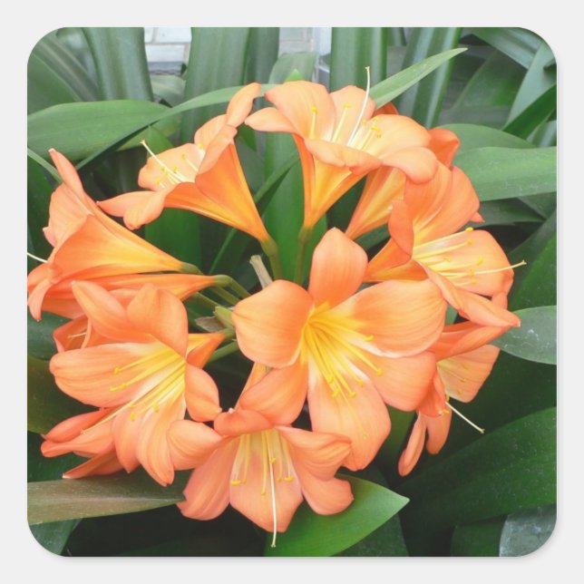 Sticker Carré Orange Bush Lily Flower ou Natal Lily (Devant)