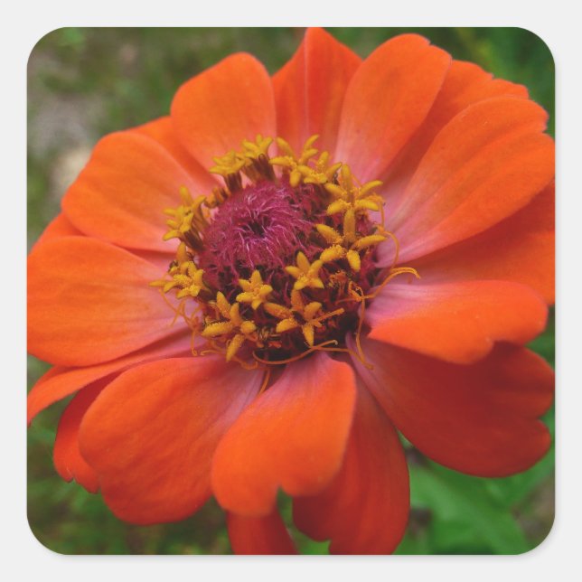 Sticker Carré Orange Zinnia Fleur sauvage Nature Florale (Devant)