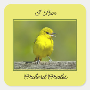 Sticker Carré Orchard Oriole - Photo originale
