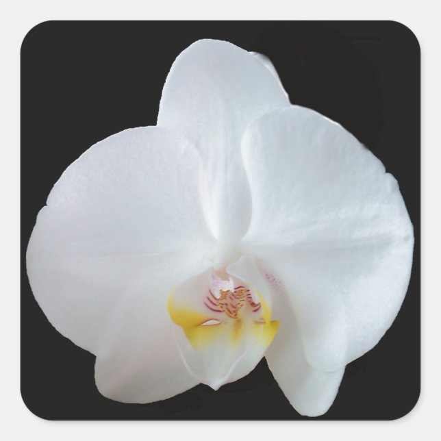 Sticker Carré Orchidée blanche contre arrière - plan noir (Devant)