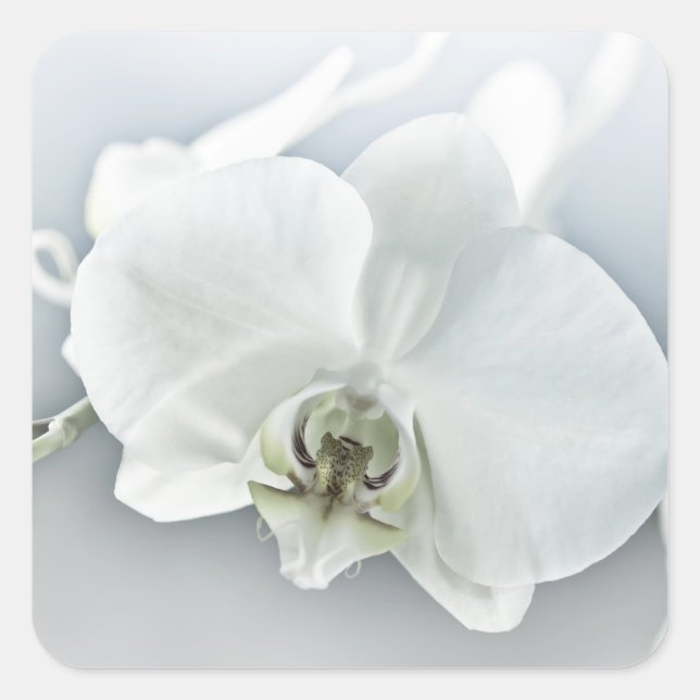 Sticker Carré Orchidée blanche Phaleonopsis (Devant)