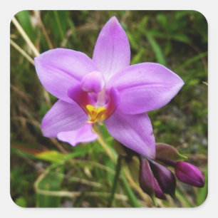 Sticker Carré Orchidée sauvage violette Fleur tropicale