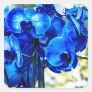 Sticker Carré Orchidées bleues