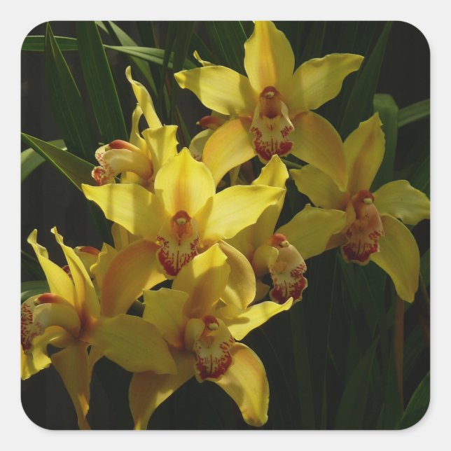 Sticker Carré Orchidées Jaunes Sunlit Floral (Devant)