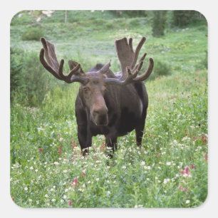 Sticker Carré Orignal mâle (Alces alces) dans les fleurs sauvage