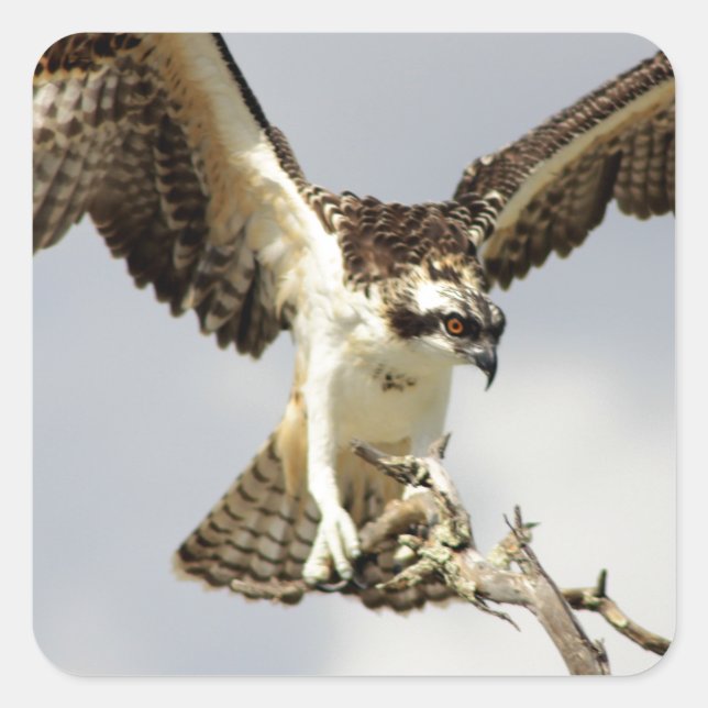 Sticker Carré Osprey (Devant)