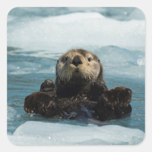 Sticker Carré Otter flottante