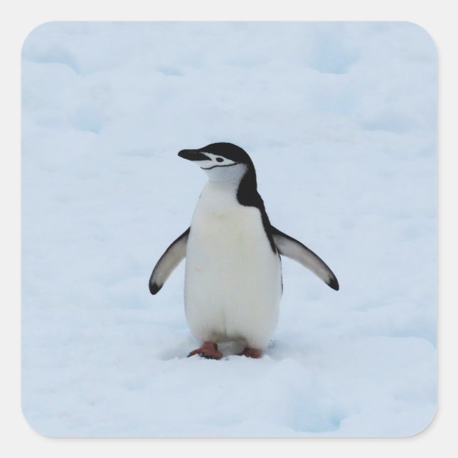 Sticker Carré Où suis-je (Devant)