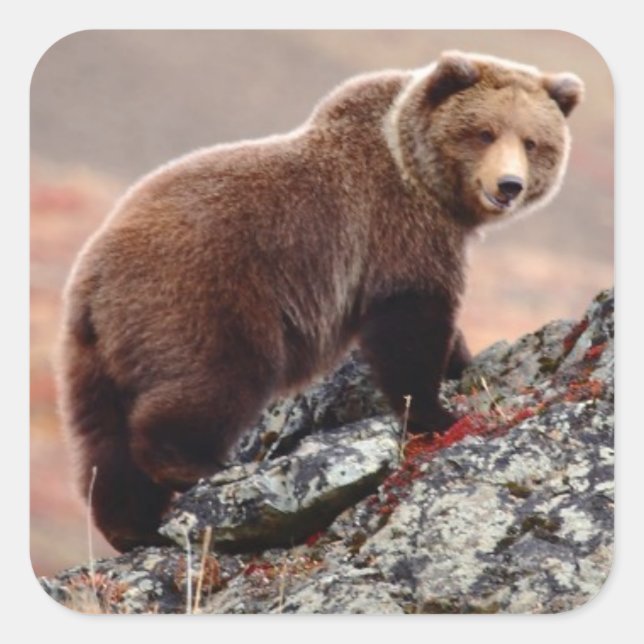 Sticker Carré Ours Brown Denali (Devant)