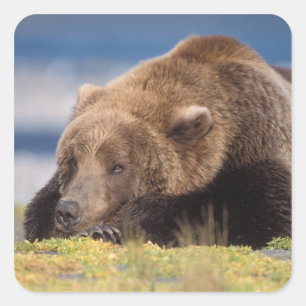 Sticker Carré ours brun, Ursus arctos, grizzly, Ursus 8