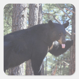 Sticker Carré Ours noir