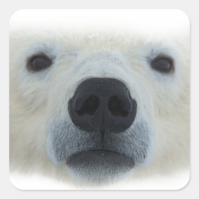 Sticker Carré Ours polaire (Devant)