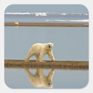 Sticker Carré Ours polaire blanc