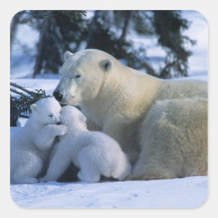 Sticker Carré Ours polaire femelle couché avec 2 oursons