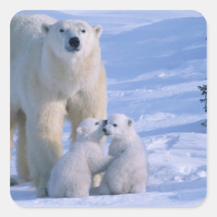 Sticker Carré Ours polaire féminin debout avec 2 Cubs