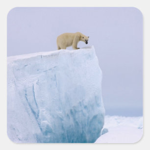 Sticker Carré ours polaire, Ursus maritimus