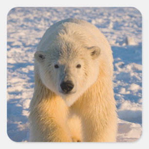 Sticker Carré ours polaire, Ursus maritimus, ours polaire sur gl