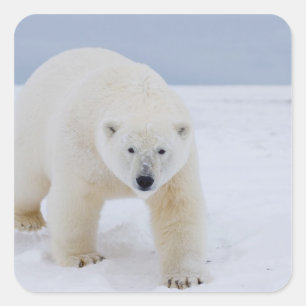 Sticker Carré ours polaire, Ursus maritimus, sur glace et neige,