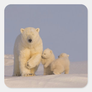 Sticker Carré ours polaire, Ursus maritimus, truie avec nouveau-