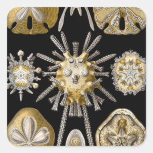 Sticker Carré Oursins Dollars de Sable Vintage par Ernst Haeckel