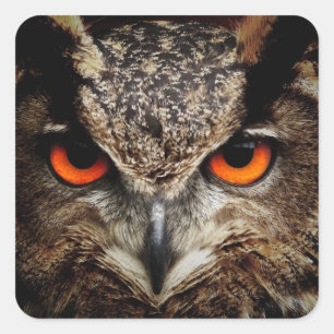 Sticker Carré OWL regard