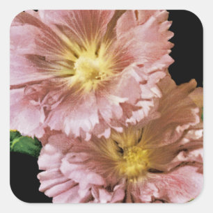 Sticker Carré Packet Vintage de semences Hollyhock