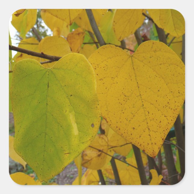 Sticker Carré Paire de Feuille Redbud Automne  photo d'automne (Devant)